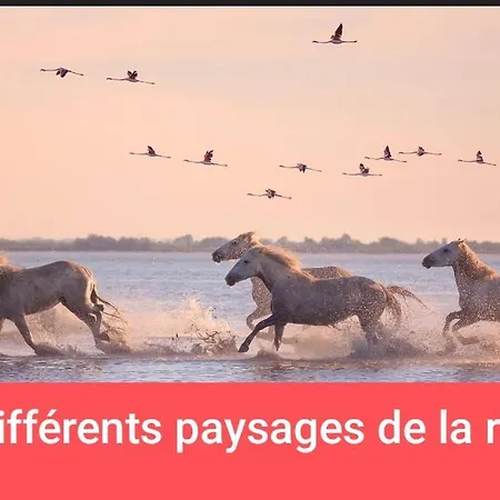 Et Ses Plages De Couchage Pour Depanner Quelques Nuits Juste Pour Il N'y A Pas De Sanitaire Ni Cuisine Prevoir Batterie Externe,a 10 Minutes En Voiture Des Plages Et A 5 Minutes Du Centre-ville